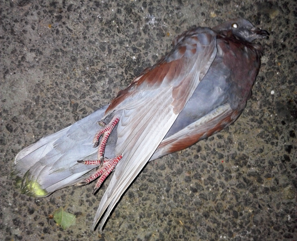 extinction have mistaken spend Văd tot mai multe păsări moarte